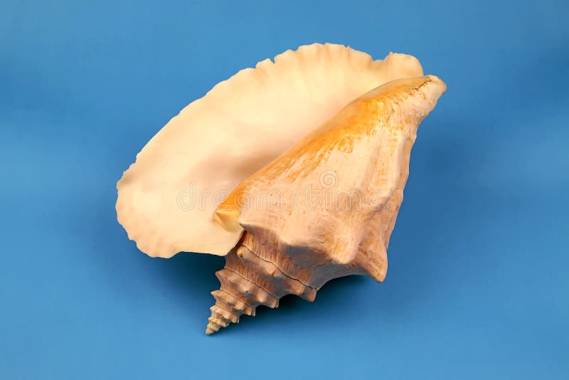 Seashell