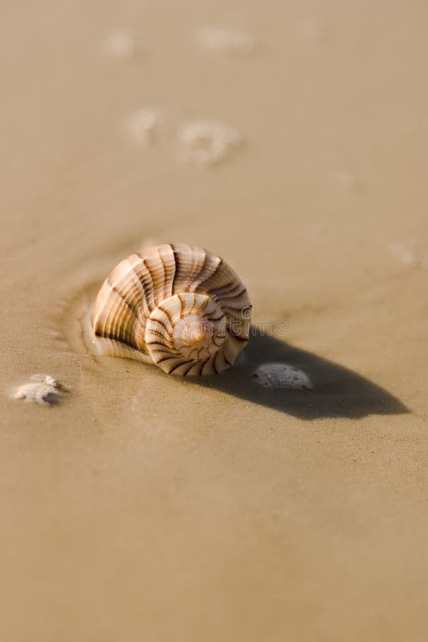 Download Seashell 6 стоковое фото. изображение насчитывающей край - 476490