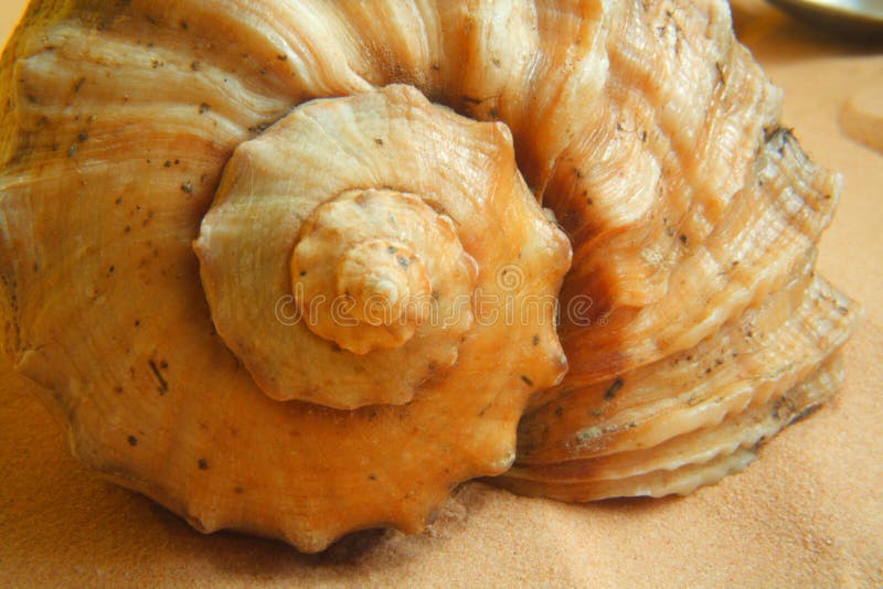 Seashell stock photography