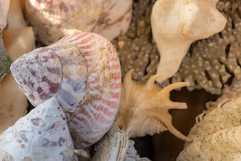 Seashell background, lots of different seashells piled. Sea shell background, lots of different seashells piled together, close up