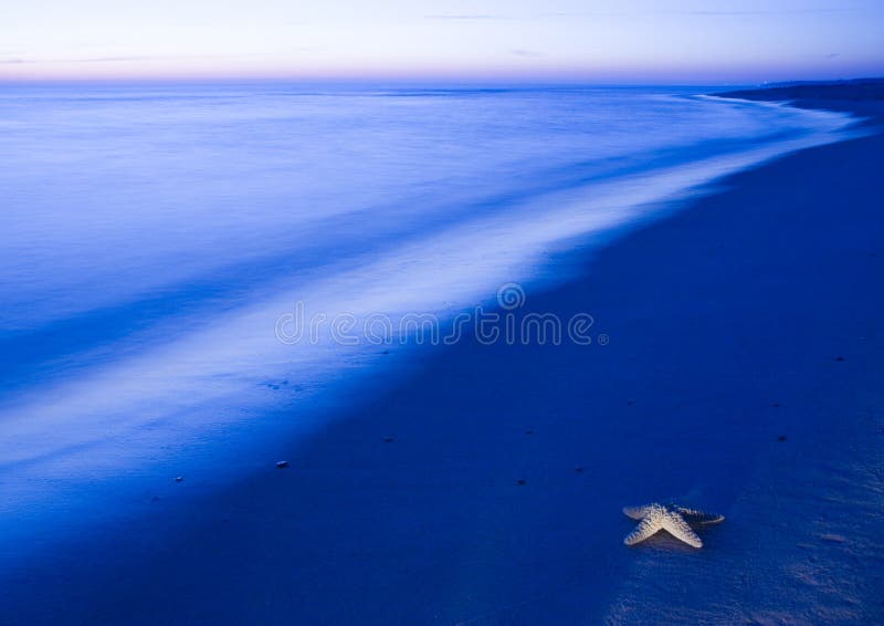 Seashell on the beach