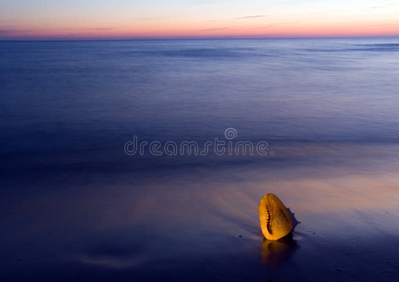 Seashell on the beach