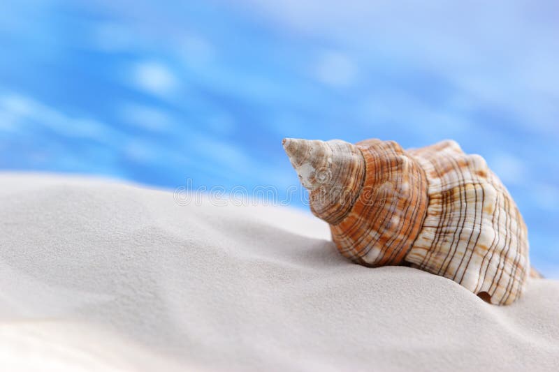 Seashell on the Beach