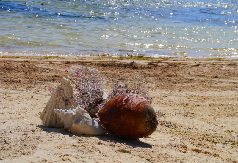 Seashell at the Beach Holiday Summer Mexico Stock Image - Image of