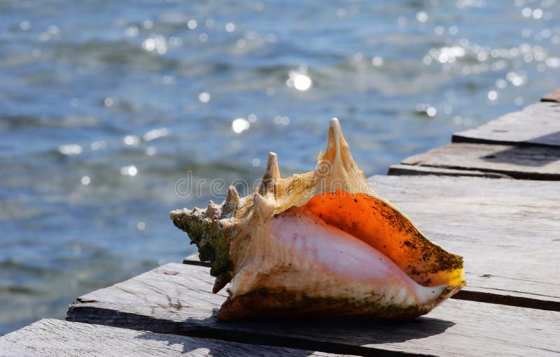 Seashell At The Beach Holiday Summer Mexico Stock Photo - Image of