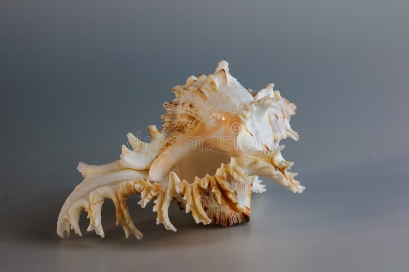 Seashell of Chicoreus ramosus, the Ramose murex or Branched murex, lateral side view.