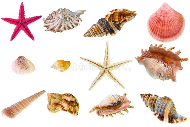 Seashell collection
