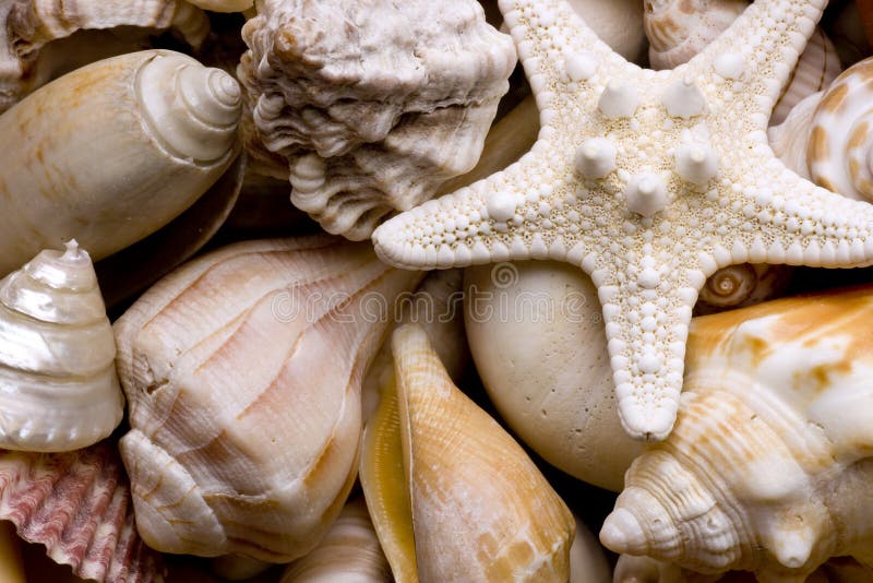 seashell de fond image stock seashell de fond image stock