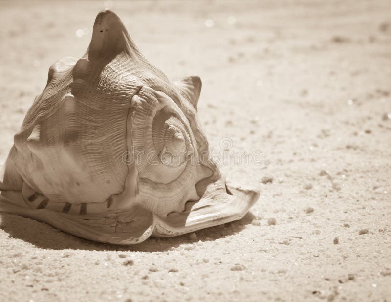 Seashell de la sepia imagen de archivo libre de regalías Seashell de la sepia imagen de archivo libre de regalías