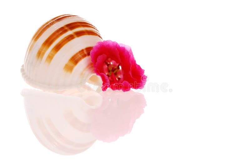 Seashell and flower