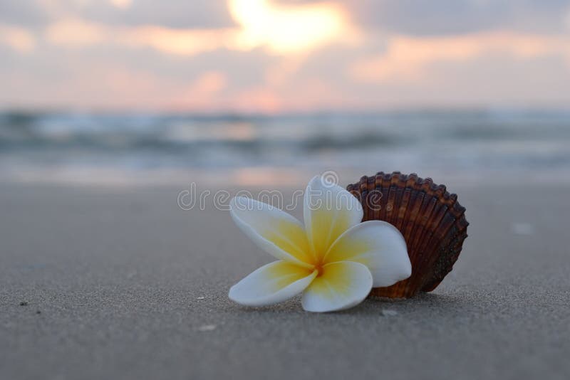 171 Frangipani Flower Beach Lagoon Photos Free Royalty Free Stock Photos From Dreamstime