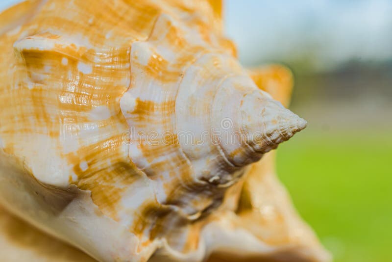 Seashell with Green Background Stock Image Image of geometric, close