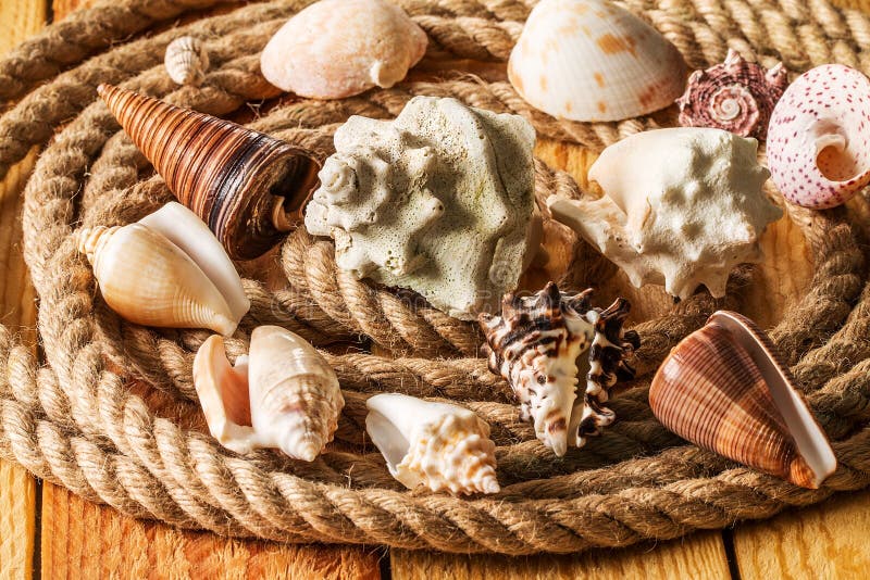 Seashell i arkana na drewnianym tle obrazy royalty free