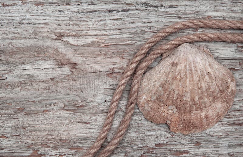 Seashell i arkana na starym drewnianym tle zdjęcia stock