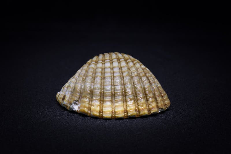 Seashell isolated on black background stock images