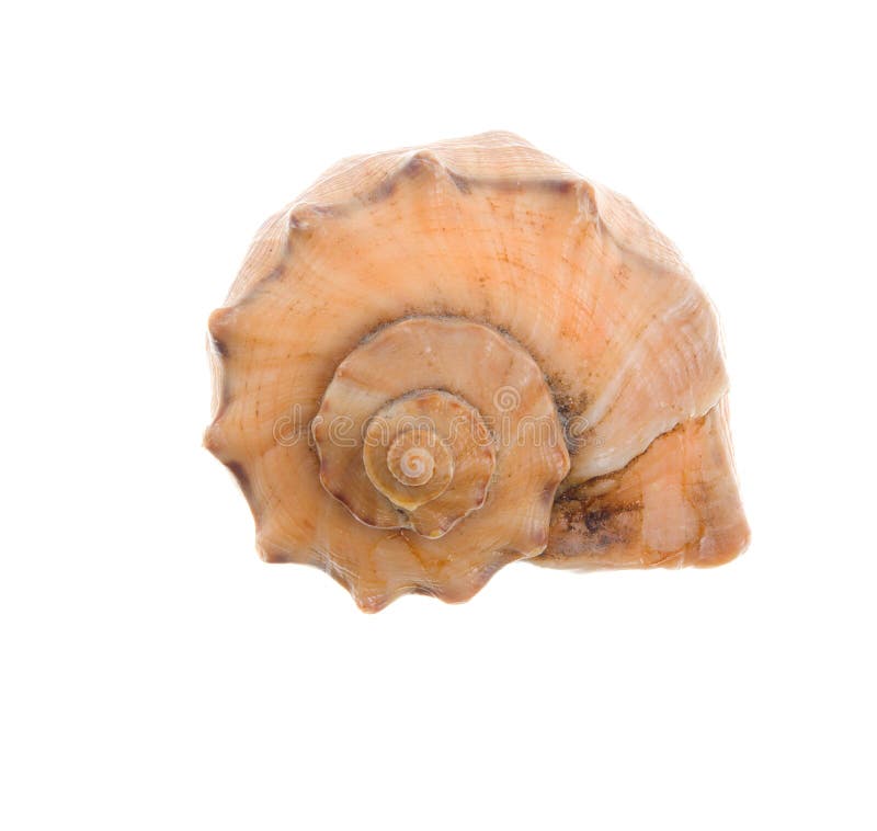 Seashell isolated-frontal stock photo
