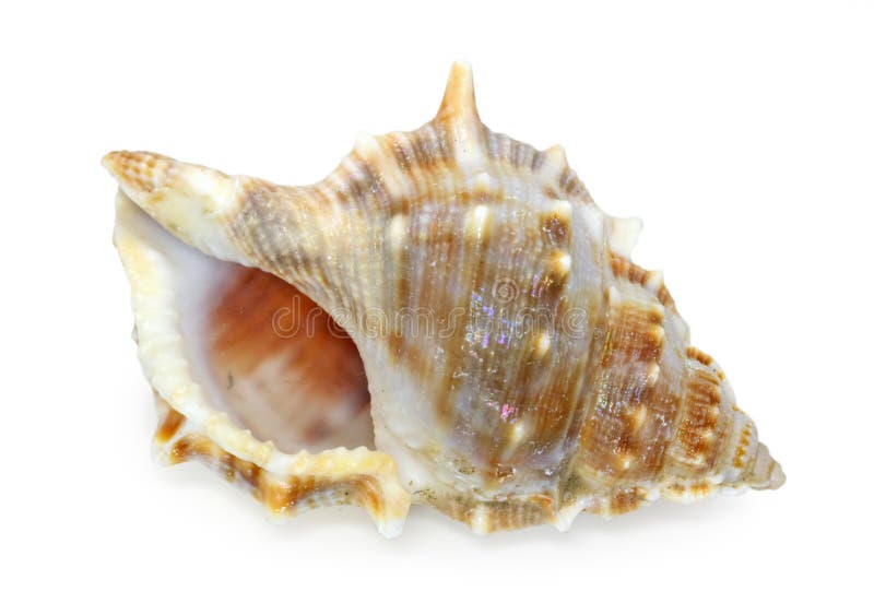 Seashell isolated on white background stock photo