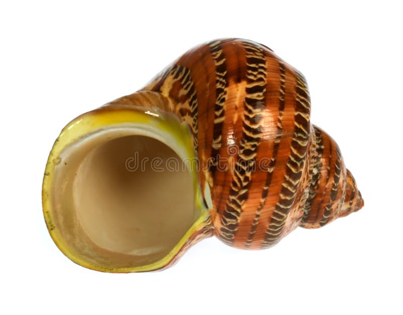 Seashell isolated on white background