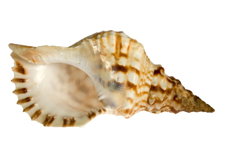 Seashell isolated on white background