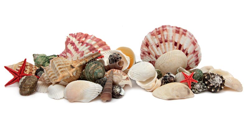 Seashell isolato su priorità bassa bianca immagini stock libere da diritti Seashell isolato su priorità bassa bianca immagini stock libere da diritti