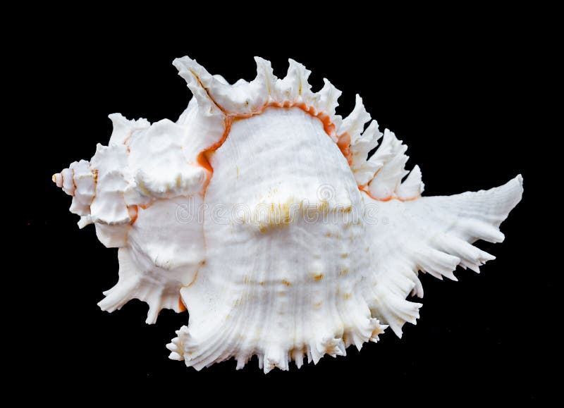Seashell murex ramosus. Seashell murex ramosus, A perfect and amazing rural shell on black blackground, one white shell isolated on black background