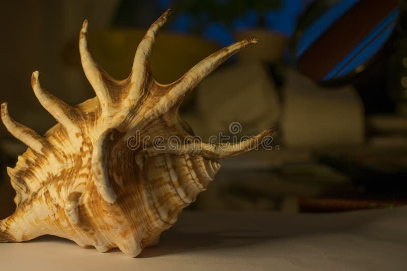 Seashell na białym prześcieradle papier, zaświecającym stołową lampą obraz stock Seashell na białym prześcieradle papier, zaświecającym stołową lampą obraz stock