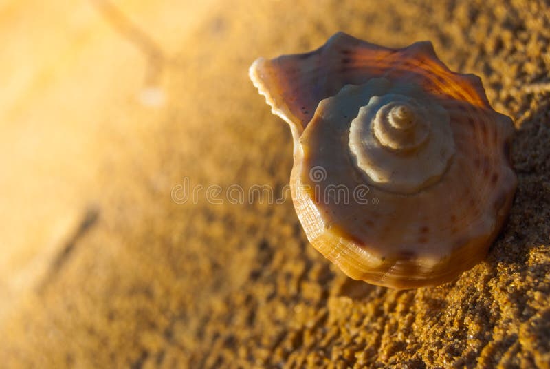 Seashell na plaży zdjęcie stock Seashell na plaży zdjęcie stock