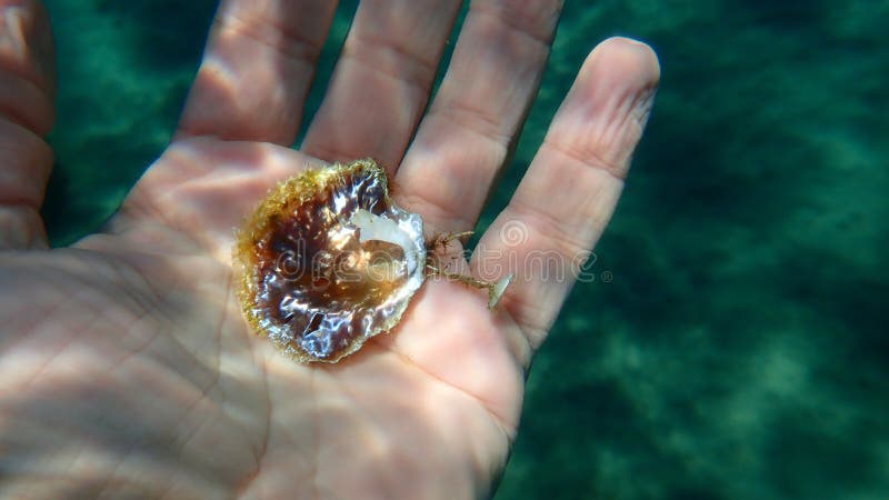Seashell of saddle oyster or European jingle shell, European saddle oyster (Anomia ephippium) on the hand of a diver, Aegean Sea, Greece, Halkidiki. Bivalve shell stock images, royalty-free photos and pictures