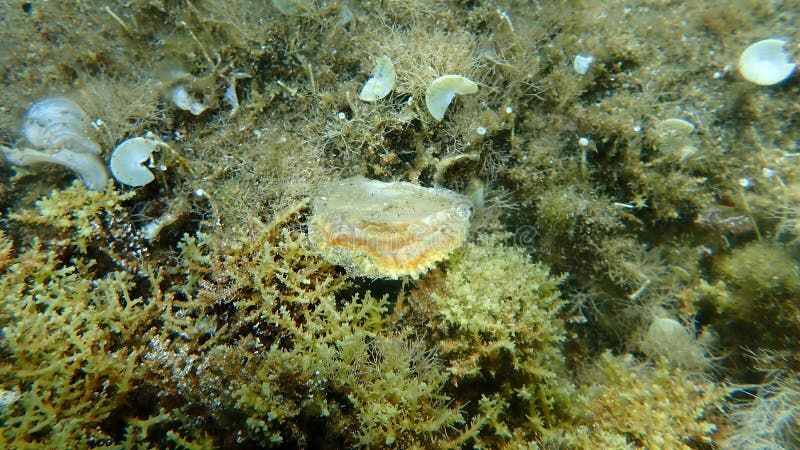 Seashell of saddle oyster or European jingle shell, European saddle oyster (Anomia ephippium) undersea, Aegean Sea, Greece, Halkidiki. Bivalve shell stock images, royalty-free photos and pictures