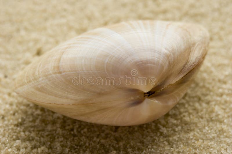 Bivalve seashell on sand, shallow depth of field. Bivalve shell stock images, royalty-free photos and pictures