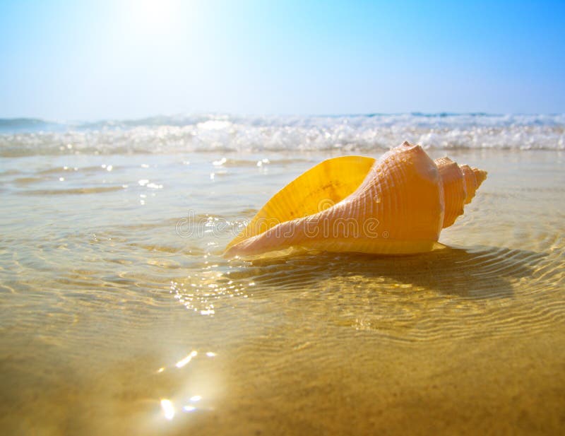 Seashell sand and ocean stock photography