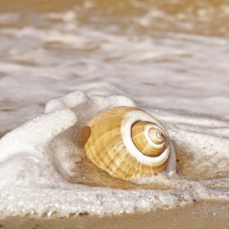 Seashell with Sea Foam