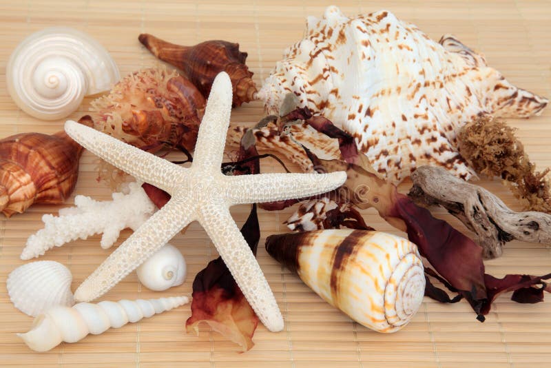 Sea shell and seaweed selection with driftwood over bamboo background. Bivalve shell stock images, royalty-free photos and pictures