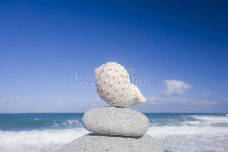 Seashell by The Shore royalty free stock images Seashell by The Shore royalty free stock images