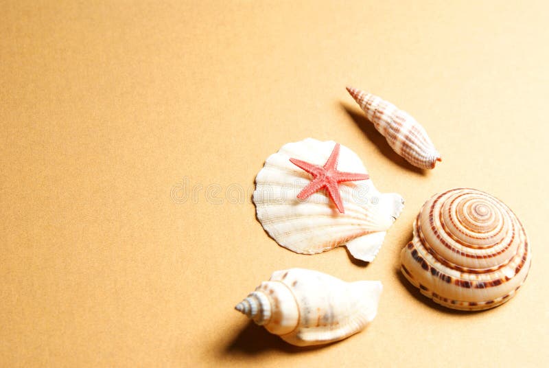 Seashell and starfish