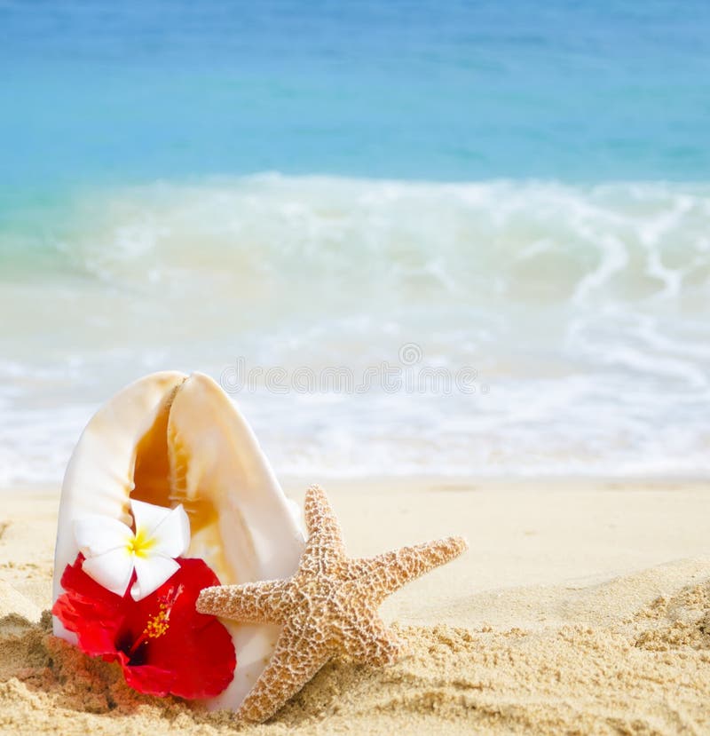 Seashell and starfish with tropical flowers on sandy beach