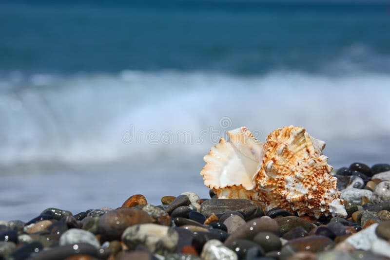 Seashell on stone seacoast