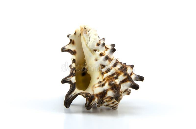 Seashell su priorità bassa bianca immagine stock Seashell su priorità bassa bianca immagine stock