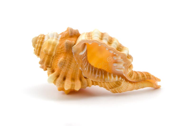 Seashell su priorità bassa bianca immagini stock libere da diritti Seashell su priorità bassa bianca immagini stock libere da diritti