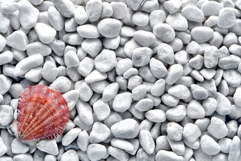 Seashell on White Pebble Seashore Beach Background royalty free stock photography Seashell on White Pebble Seashore Beach Background royalty free stock photography