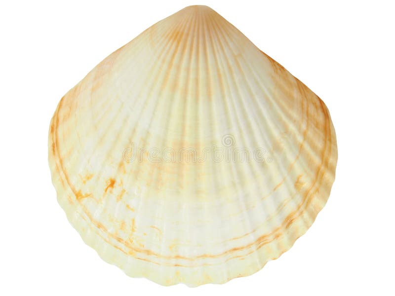 Sea shell isolated on white background. Bivalve shell stock images, royalty-free photos and pictures