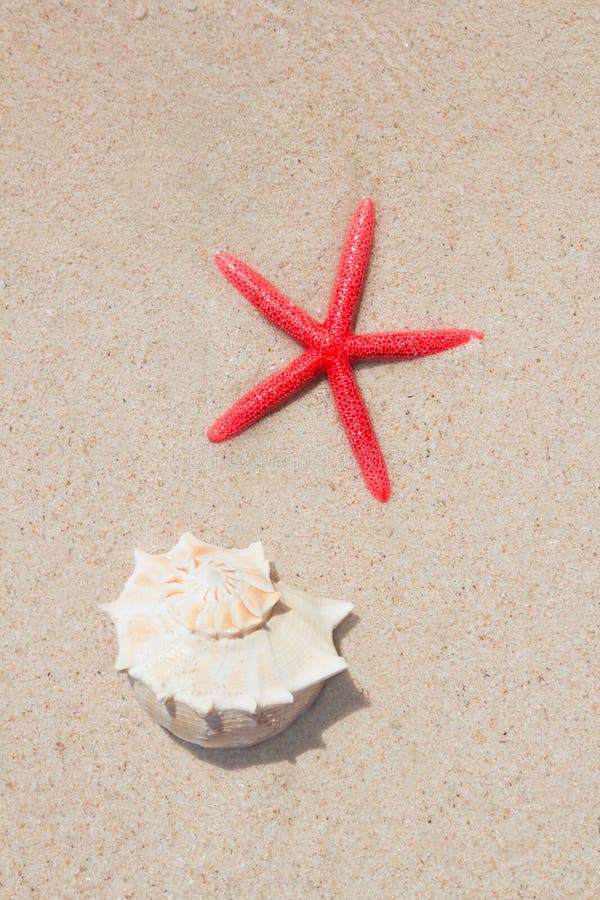 Seashell y estrellas de mar en la playa blanca de la arena imagenes de archivo Seashell y estrellas de mar en la playa blanca de la arena imagenes de archivo
