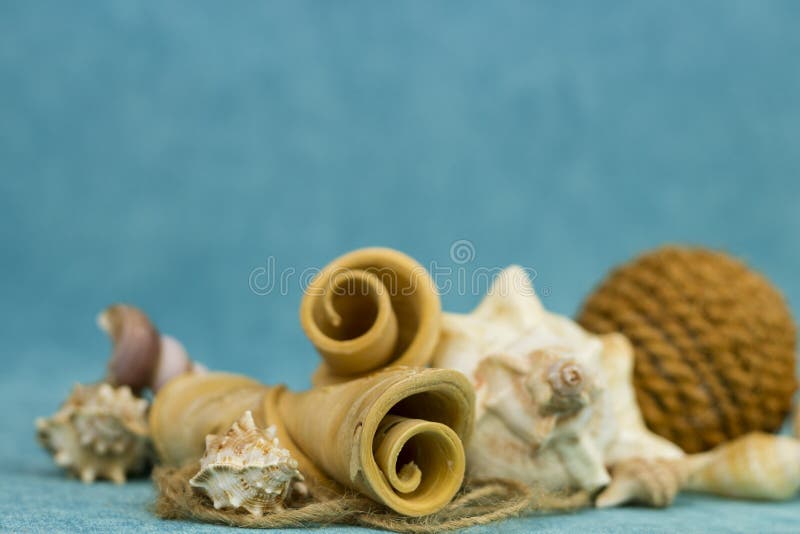 Seashell z zwitką arkana i przekręcający kawałki fotografia stock