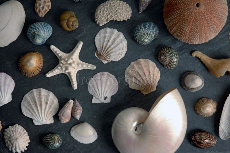 Seashells fotografia stock libera da diritti Seashells fotografia stock libera da diritti