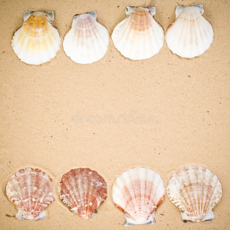 Seashells