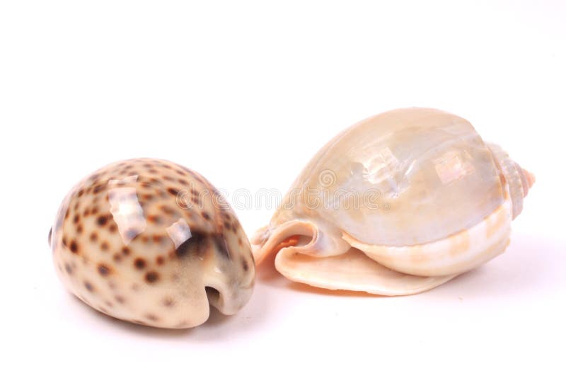 Seashells 2