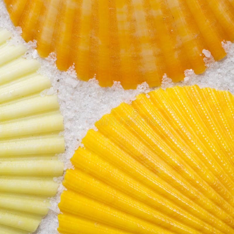 seashells wytchwood seashells wytchwood