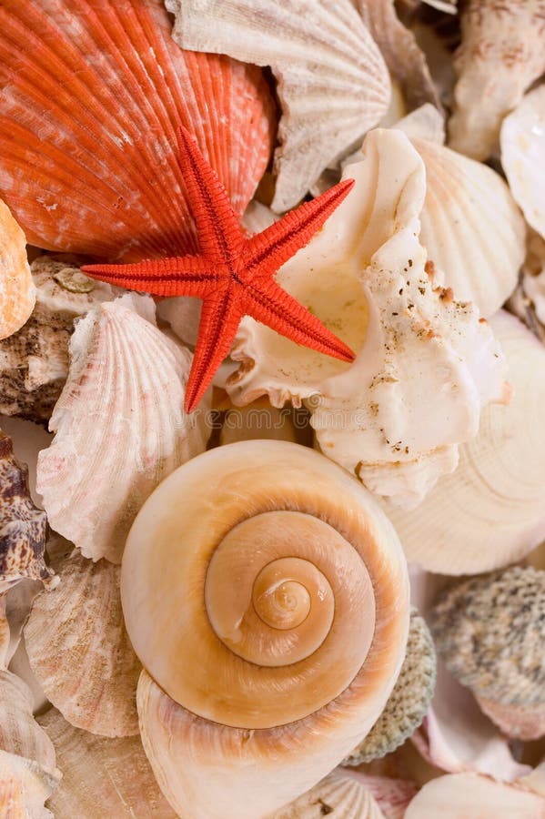 Backgrounds from defferent sorts of sea shells, focus on starshell. Backgrounds from defferent sorts of sea shells, focus on starshell