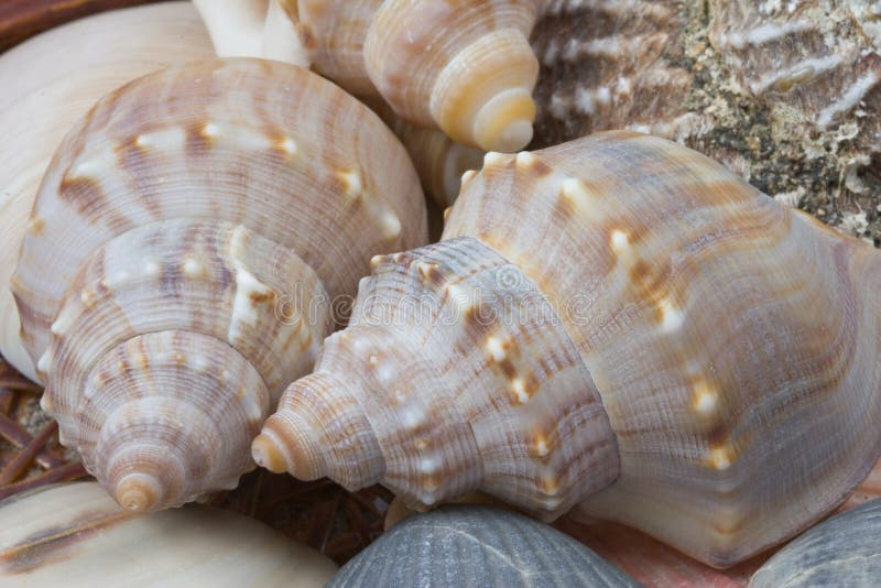 Closeup of sea shells. Closeup of sea shells