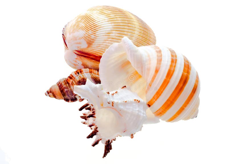 Seashells